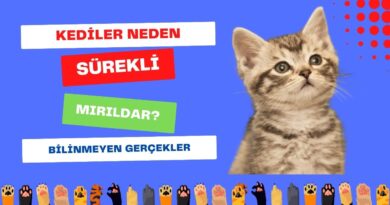 Kediler Neden Sürekli Mırıldar Bilinmeyen Gerçekler Seni Şaşırtacak