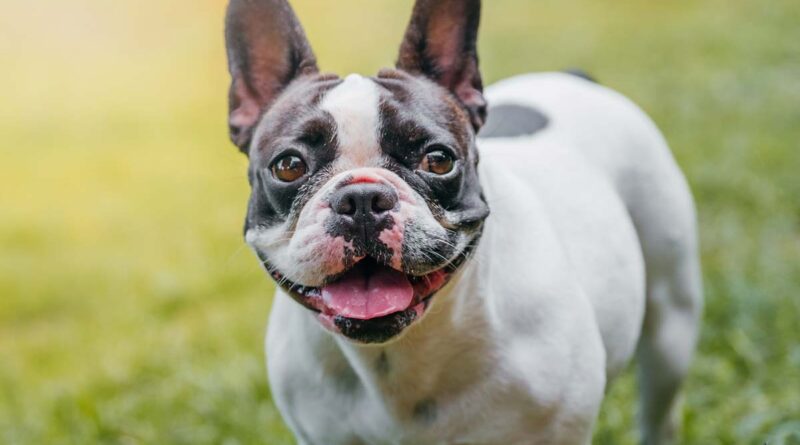 French Bulldog köpeği hakkında merak ettiğiniz her şey: Özellikleri, bakımı ve beslenme ipuçları bu kapsamlı rehberde.