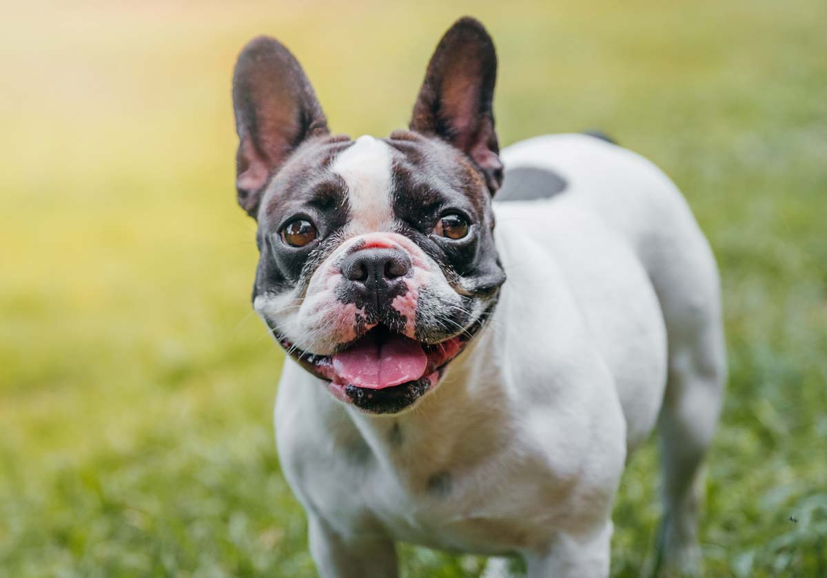French Bulldog (Fransız Bulldog) Köpeği