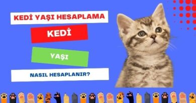 Kedi Yaşı Hesaplama: Kedi Yaşı Nasıl Hesaplanır? Kedi Yaş Tablosu