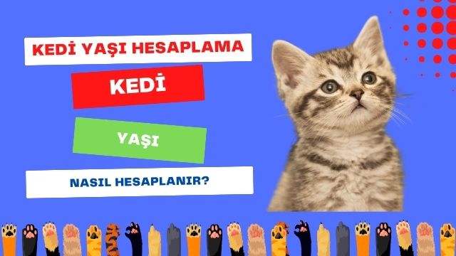 Kedi Yaşı Nasıl Hesaplanır?