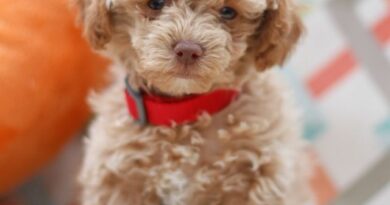 Maltipoo köpeği ne kadar büyür, özellikleri nelerdir? Bakımı ve beslenmesi hakkında bilmeniz gereken her şey bu rehberde.