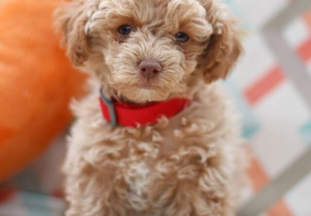 Maltipoo köpeği ne kadar büyür, özellikleri nelerdir? Bakımı ve beslenmesi hakkında bilmeniz gereken her şey bu rehberde.