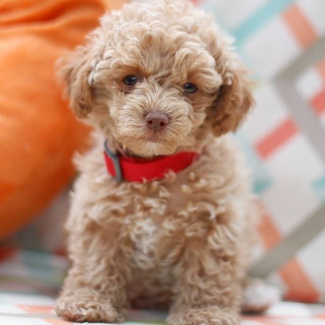 Maltipoo Köpeği Özellikleri