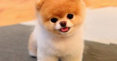 Pomeranian Boo köpeği hakkında merak edilenler: özellikleri, bakımı ve beslenme ipuçları bu detaylı rehberde sizi bekliyor.