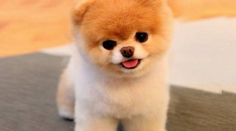 Pomeranian Boo köpeği hakkında merak edilenler: özellikleri, bakımı ve beslenme ipuçları bu detaylı rehberde sizi bekliyor.