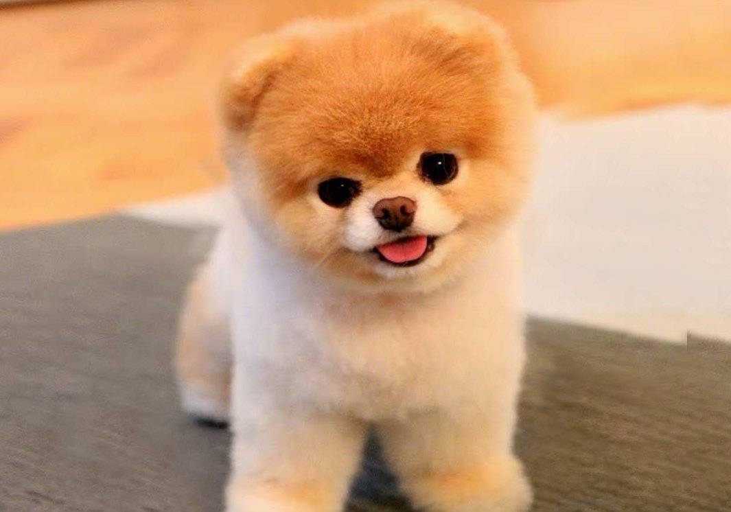 Pomeranian Boo Köpeği