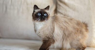 Birman kedisi özellikleri ve bakımı hakkında detaylı bilgi alın. Bu asil kedinin karakteri, görünümü, sağlığı ve bakım ipuçları