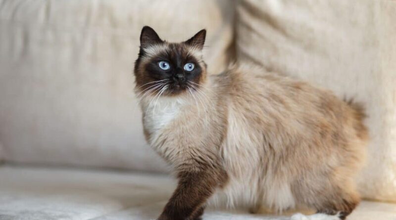 Birman kedisi özellikleri ve bakımı hakkında detaylı bilgi alın. Bu asil kedinin karakteri, görünümü, sağlığı ve bakım ipuçları